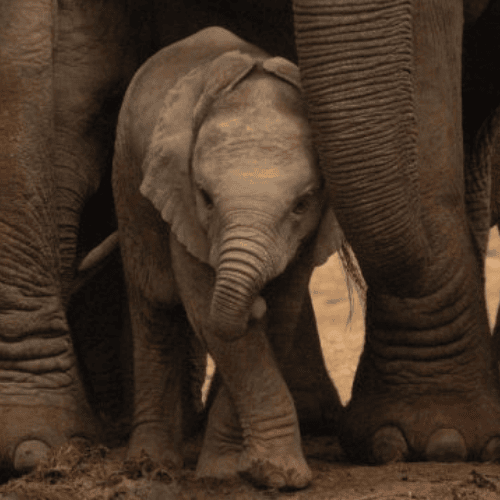 ADDO / SCHOTIA FULL DAY SAFARI