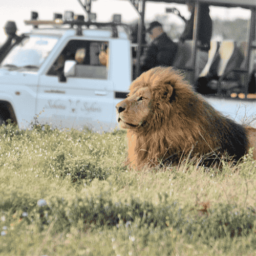 SCHOTIA TOOTH & CLAW SAFARI